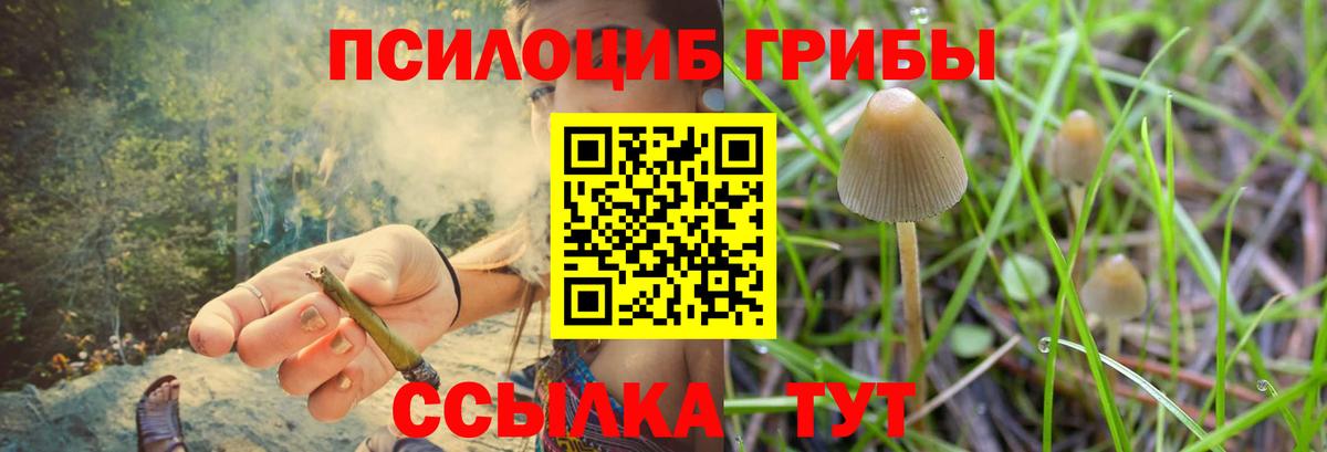 Псилоцибиновые грибы Cubensis Шахты
